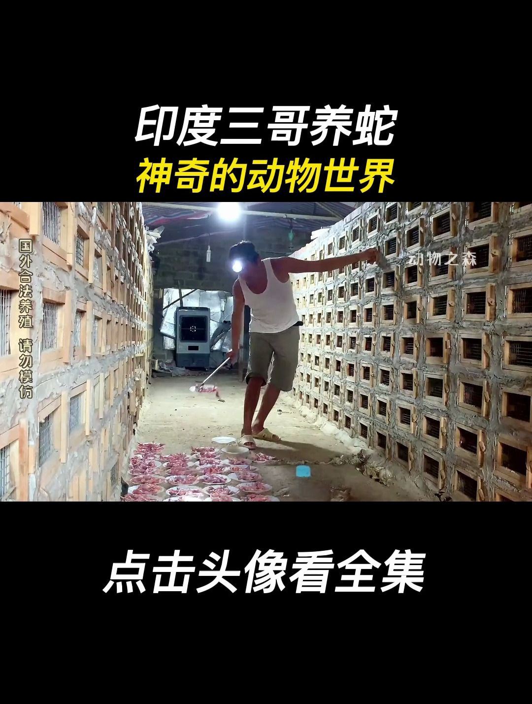 印度养蛇人图片