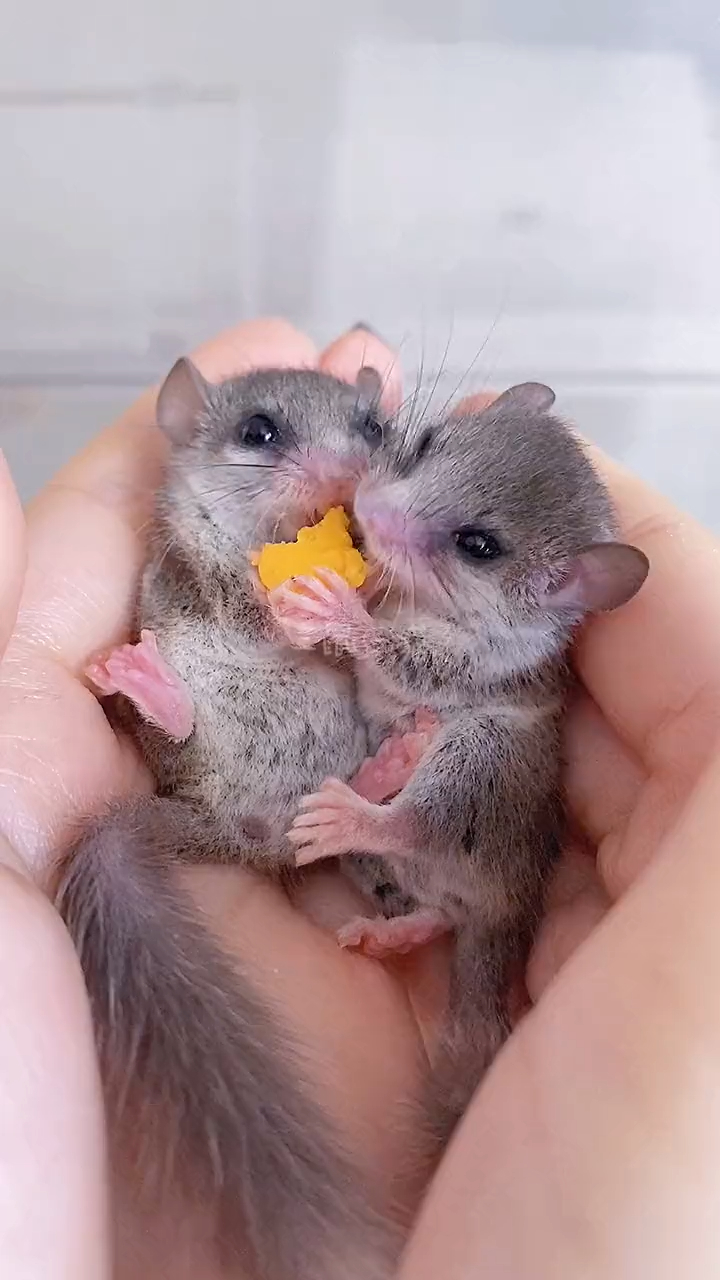 新手上路避坑指南(上)西班牙睡鼠