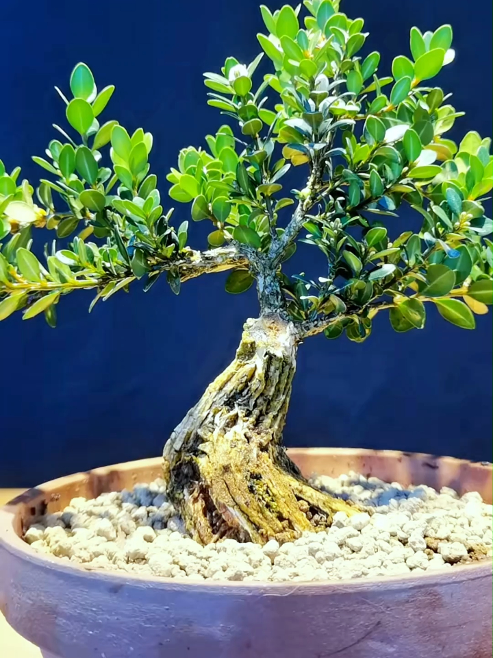 院子角落又发现一颗矮霸小黄杨,继续造吧,看看有没有破百万!