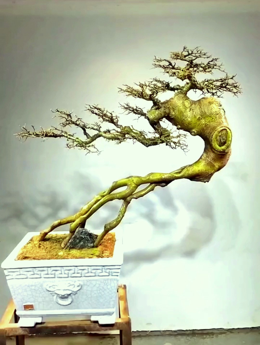 岭南盆景,云头雨脚文人老桩,喜欢吗?-度小视