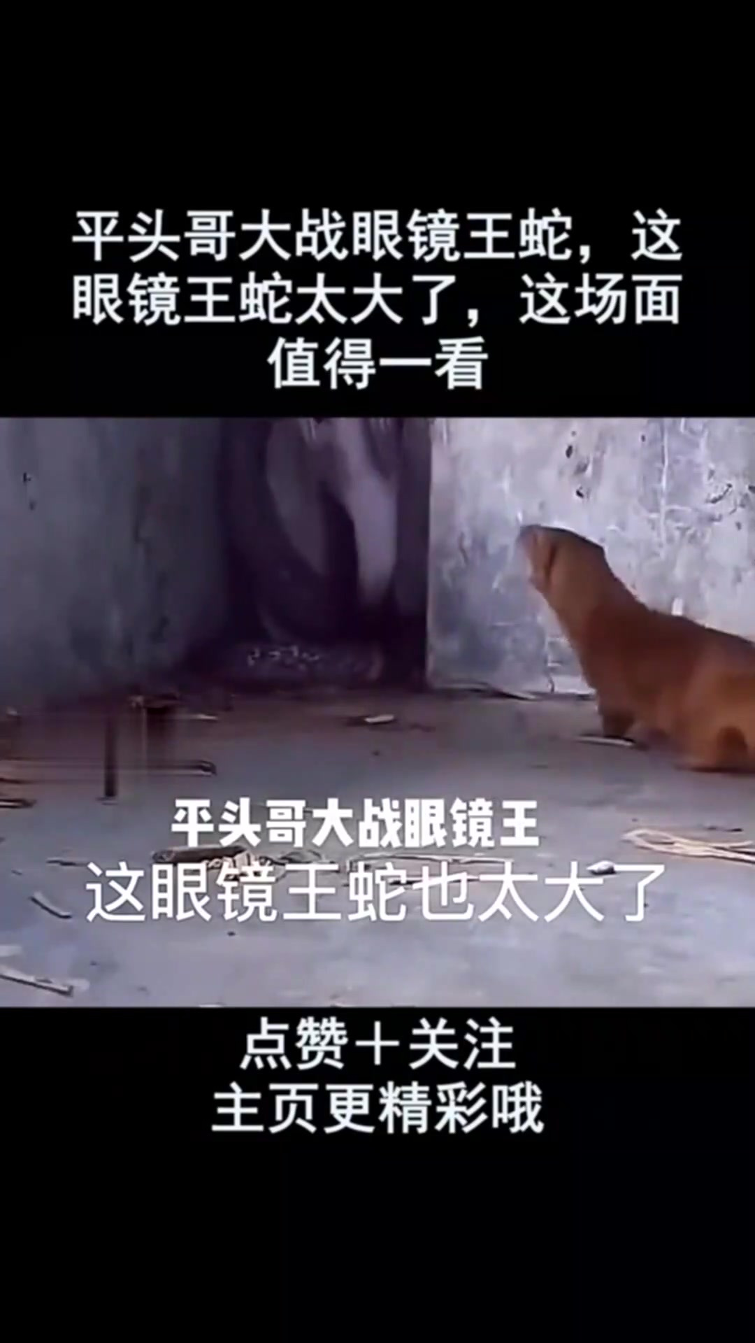 平头哥大战眼镜王蛇,这眼镜王蛇太大了,这场面值得一看-度小视