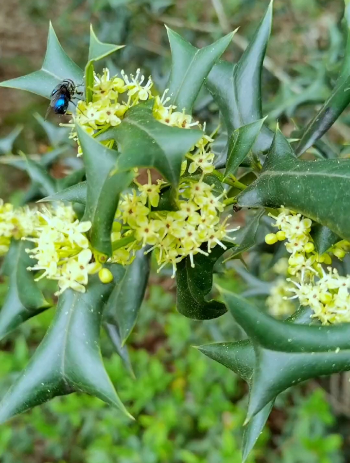 十大功劳和枸骨的区别,是两种不同的植物,野外遇到很容易混淆……-度