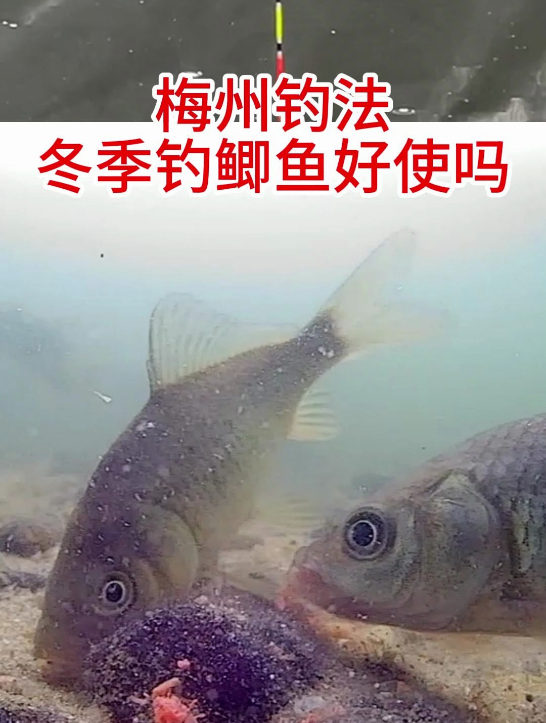 冬季梅州釣法好用嗎,水下鯽魚吃餌是什麼狀態