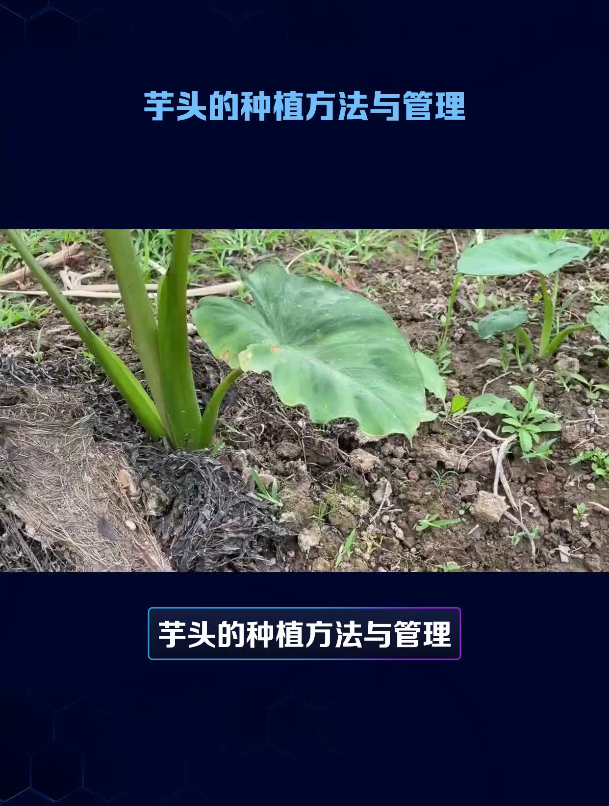 芋头的种植方法与管理