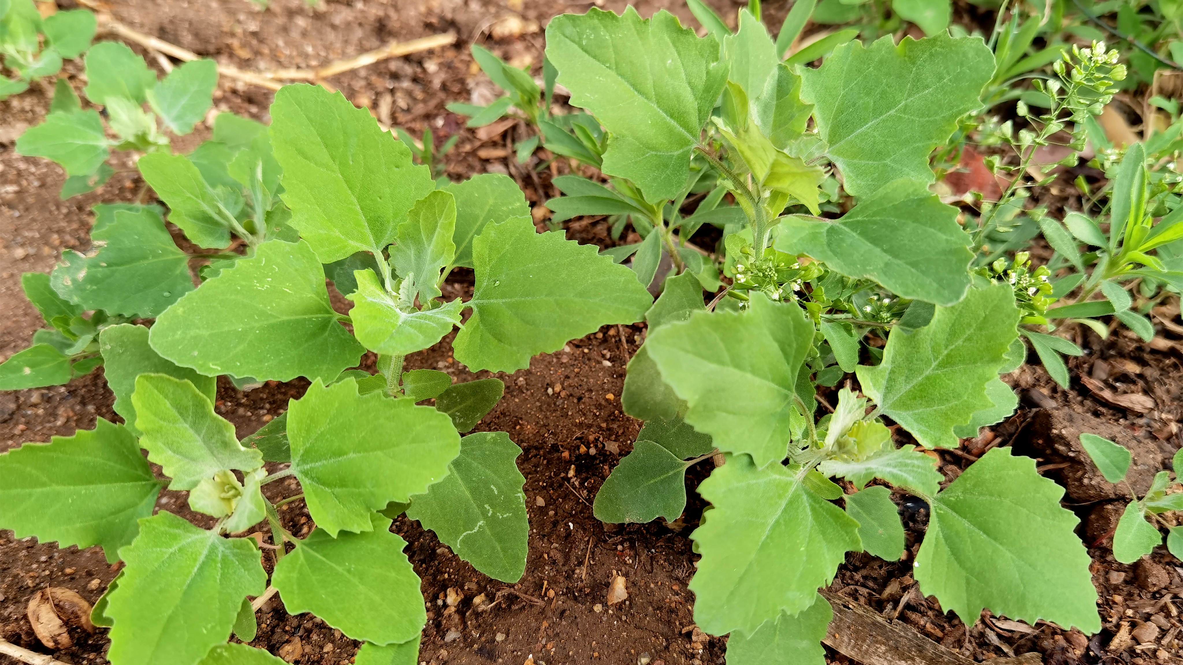 灰灰菜，农村随处可见的野菜，摘回家随手一蒸，鲜嫩营养，真美味