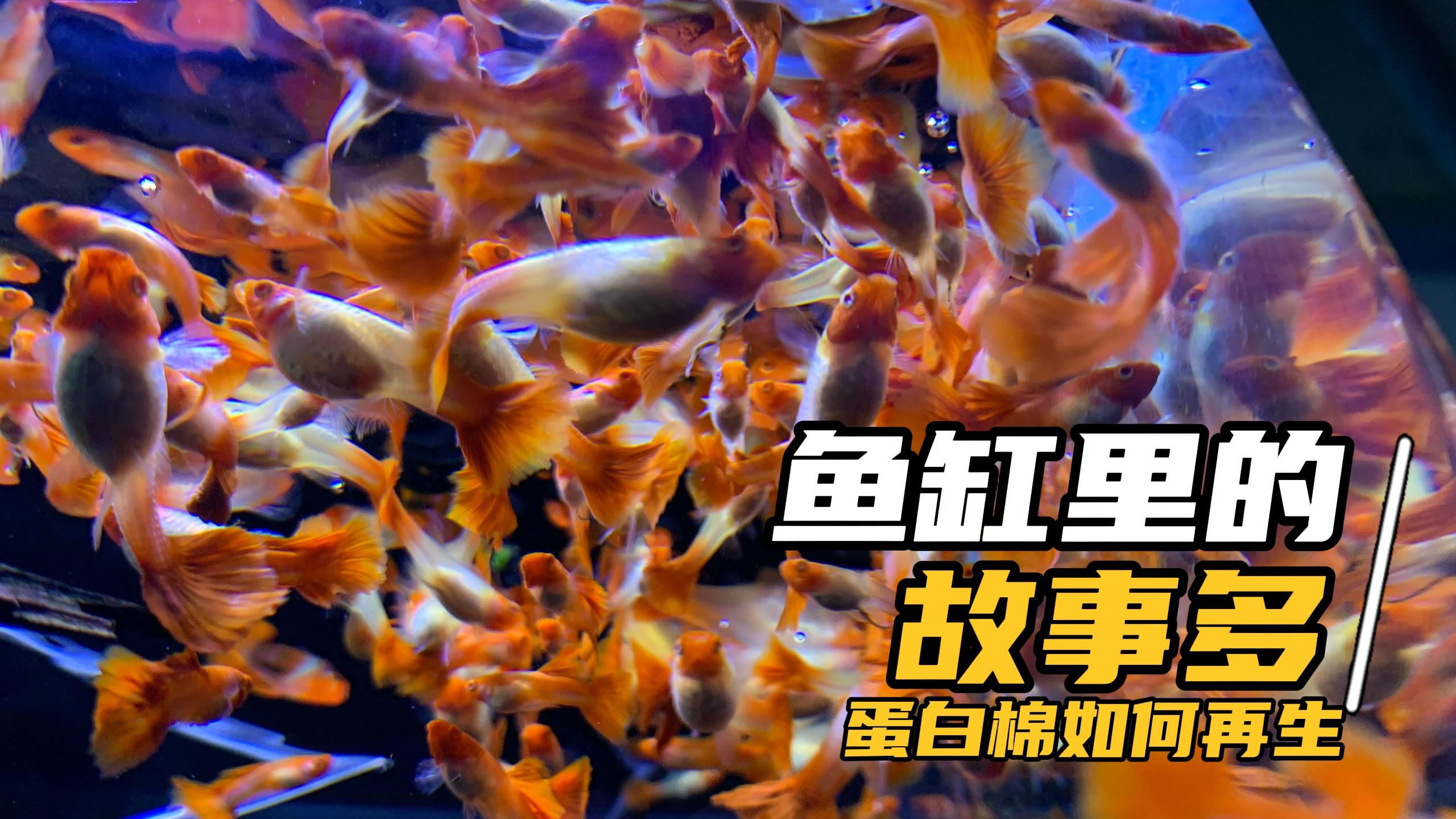 鱼缸的日常维护、蛋白棉的作用和如何清洗再生