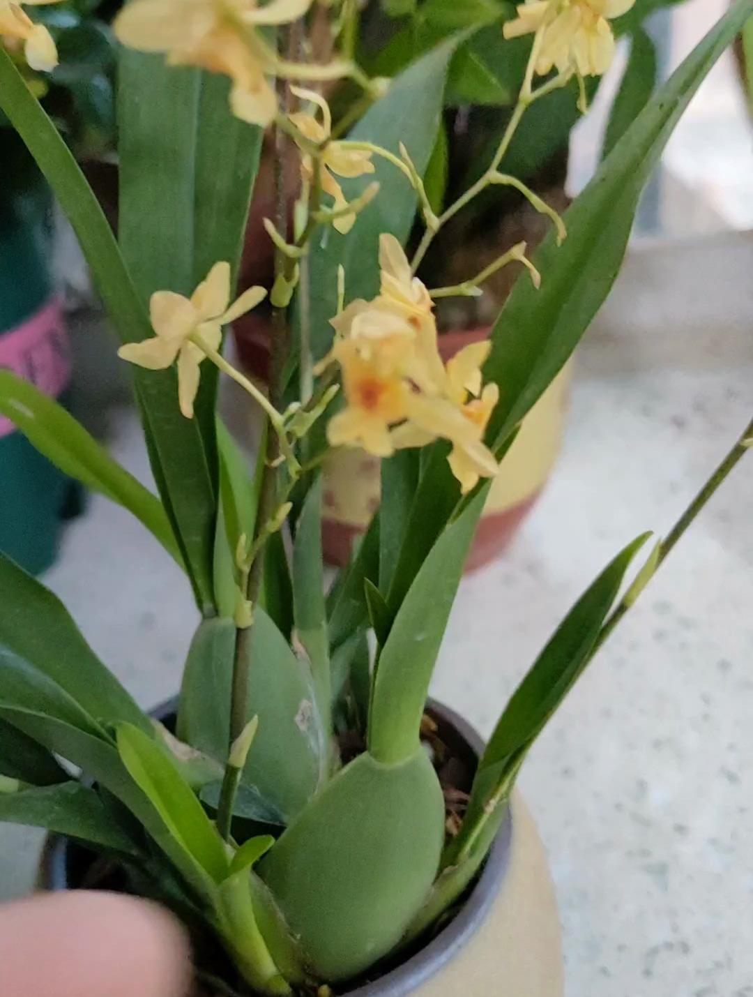 文心兰花期是偏干养还是偏湿养好?