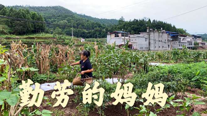 [图]雨过天晴老妈又忙活了起来，家里一切收拾得井井有条，真好