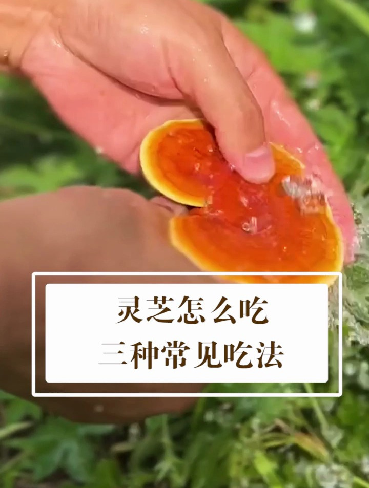 灵芝的吃法 食用方法图片