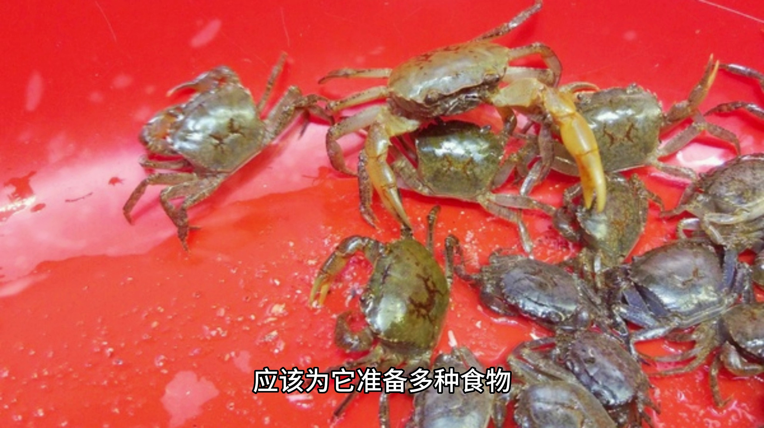 小螃蟹怎么养活,小螃蟹吃什么