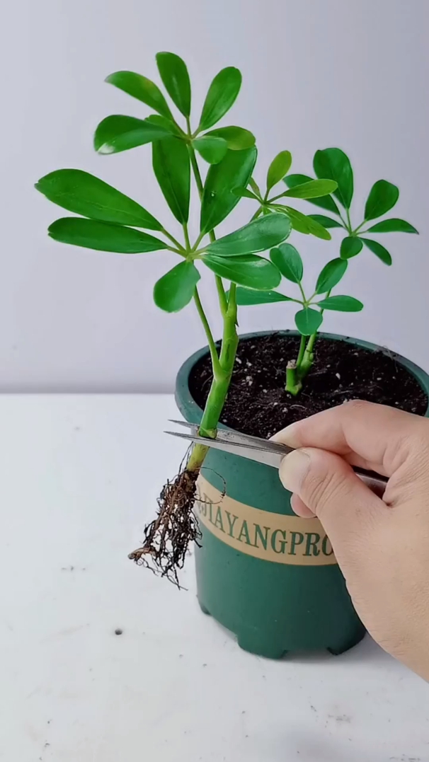 花卉绿植盆栽,鸭脚木扦插