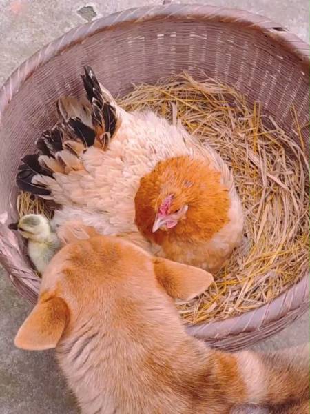 鸡妈妈生了宝宝大黄喜不胜收家里又添新人了