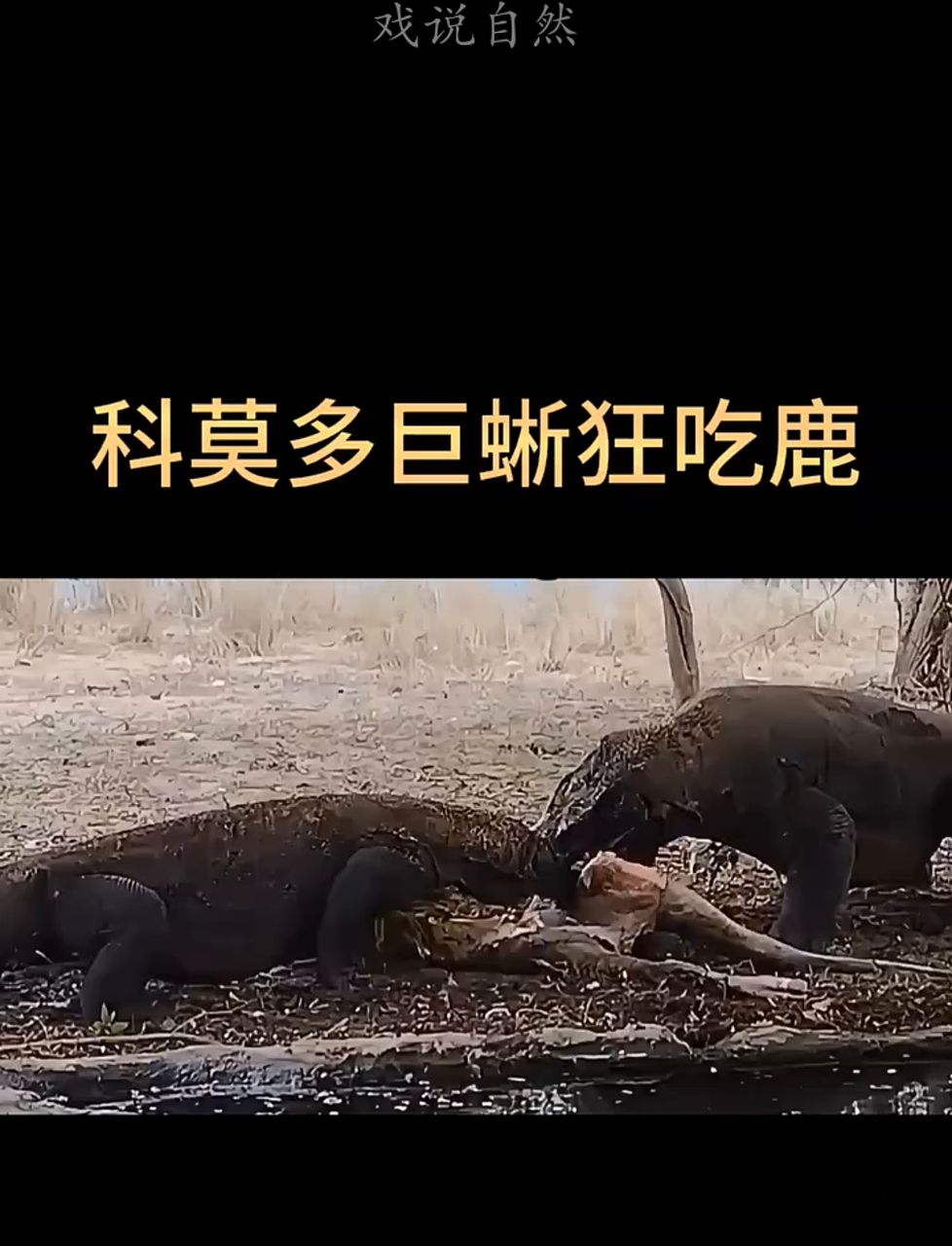 科莫多龙大口吞鹿肉,太生猛了!