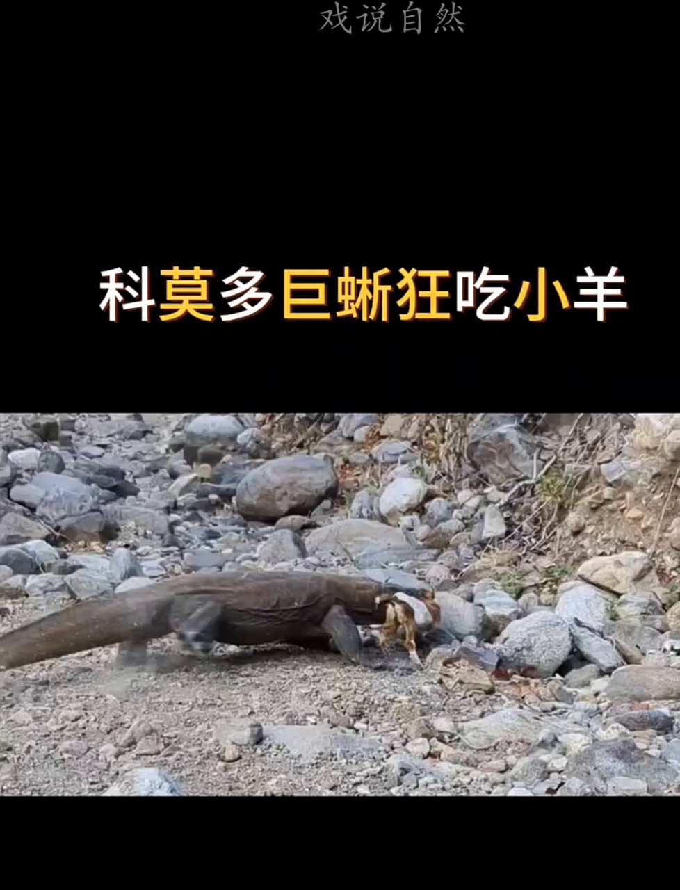 科莫多龙大口吞小羊,太猛了!