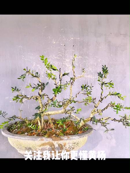 黄杨盆景制作技巧,当师傅修剪之后,艺术感直接爆棚!-度小视