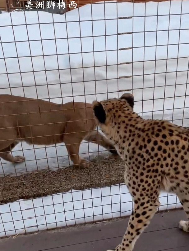 看这眼神就觉得场面不对……-度小视