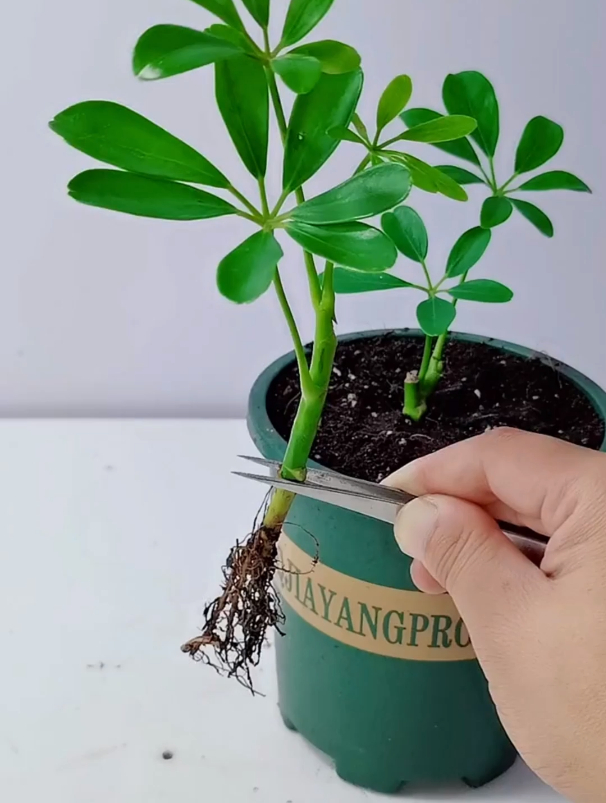 棕竹扦插繁殖方法图片