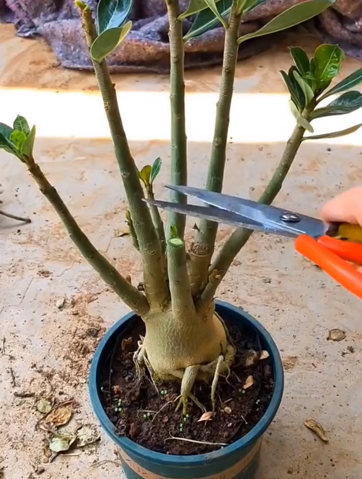 沙漠玫瑰越修剪越爆发 分享养花经验 沙漠玫瑰 扦插-度小视