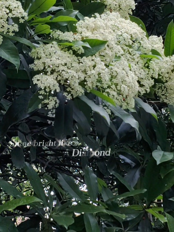 石楠花开了,春天真的来了