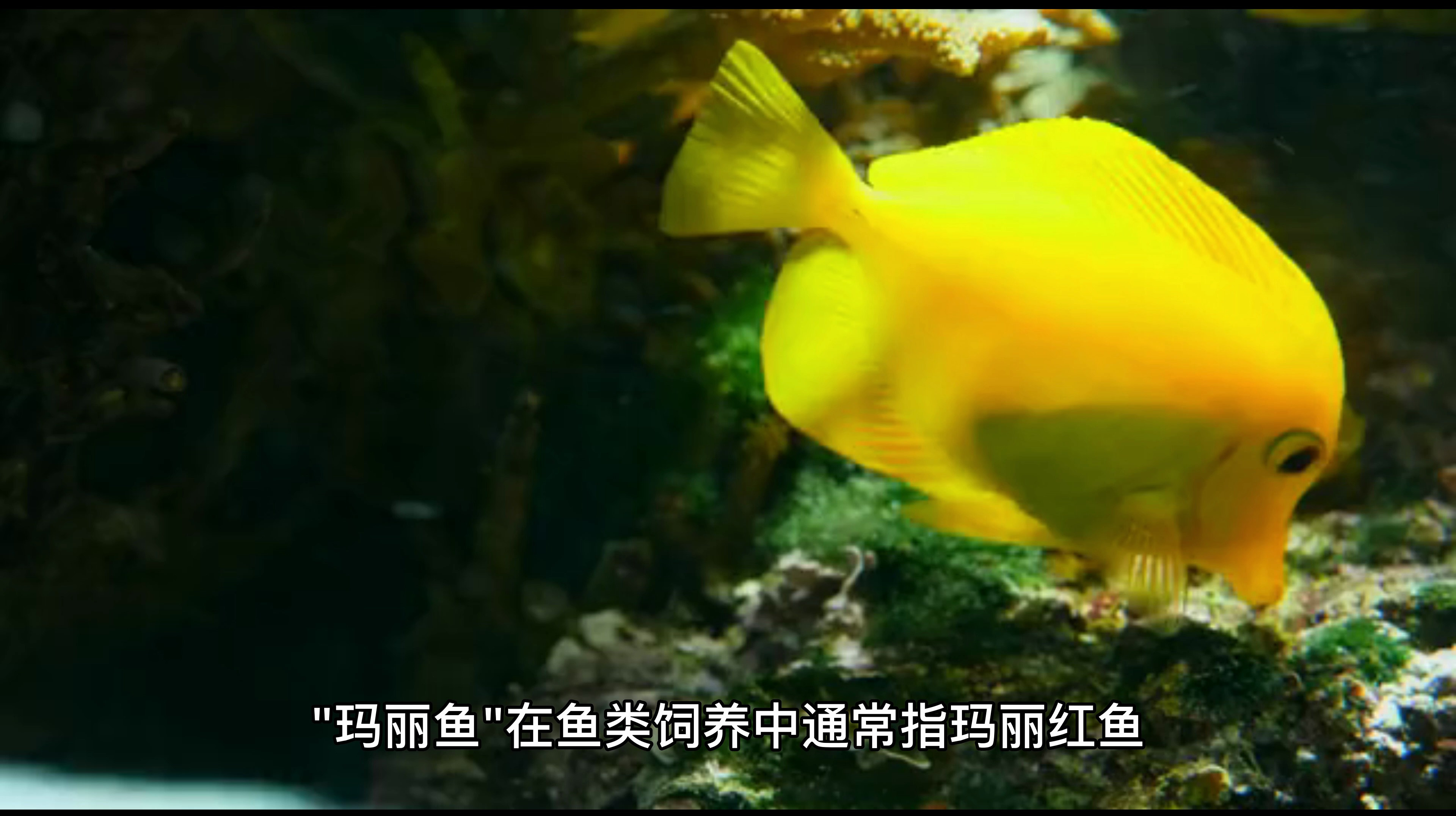 玛丽鱼为什么不建议养