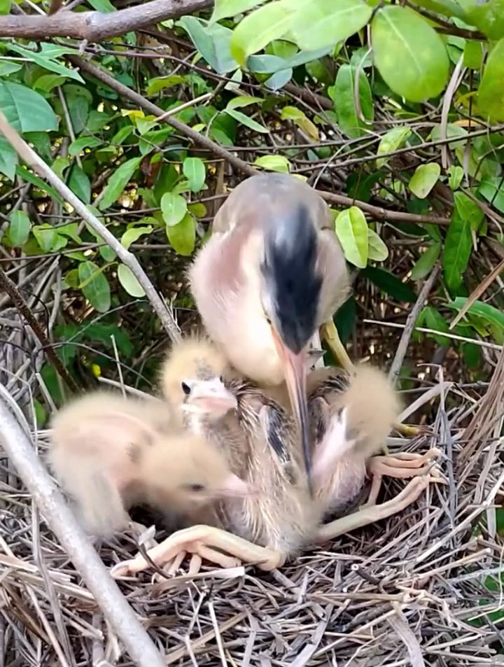黄苇鳽喂雏鸟,野生动物零距离-度小视