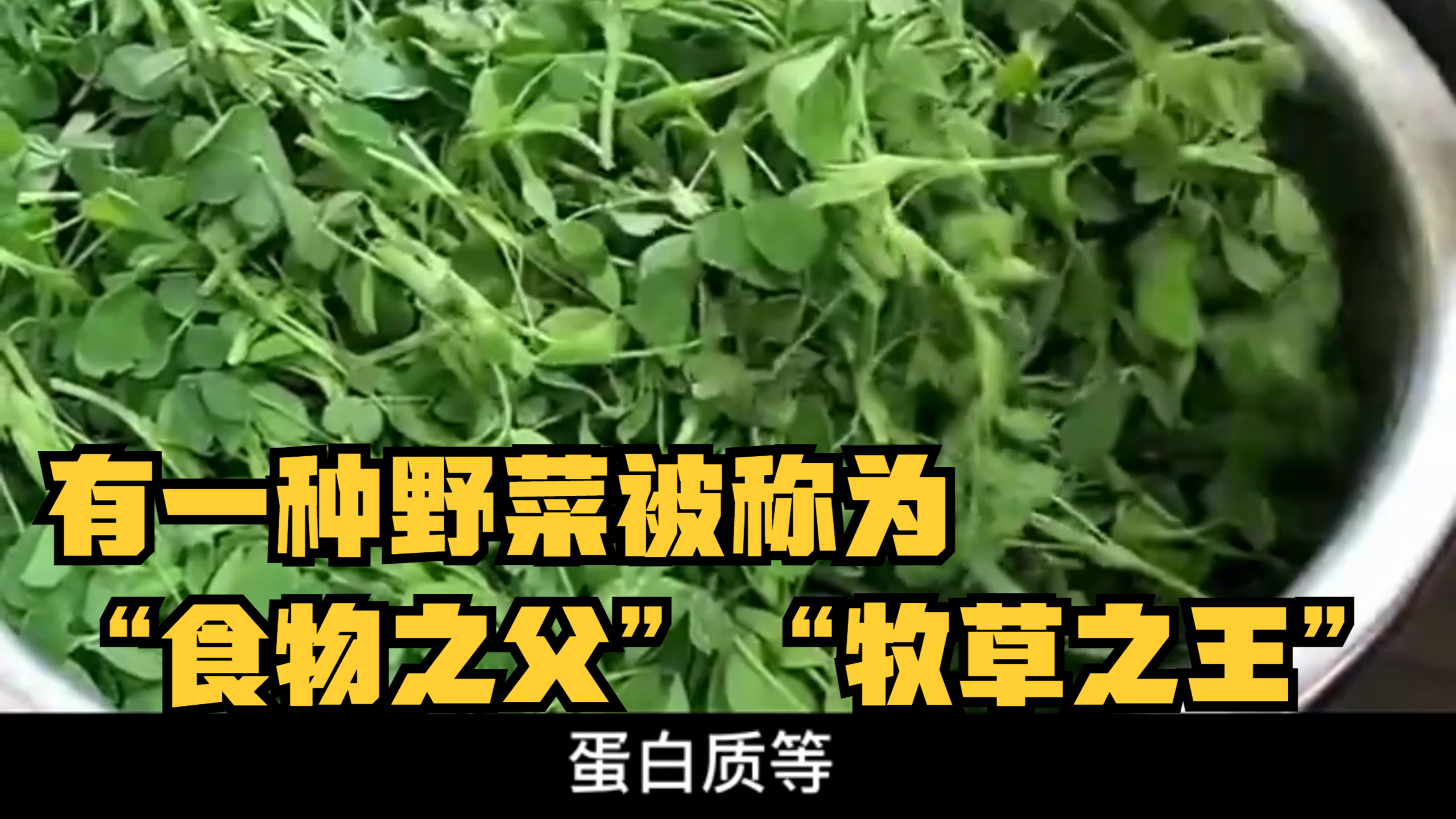 有一种野菜被称为“食物之父”“牧草之王”