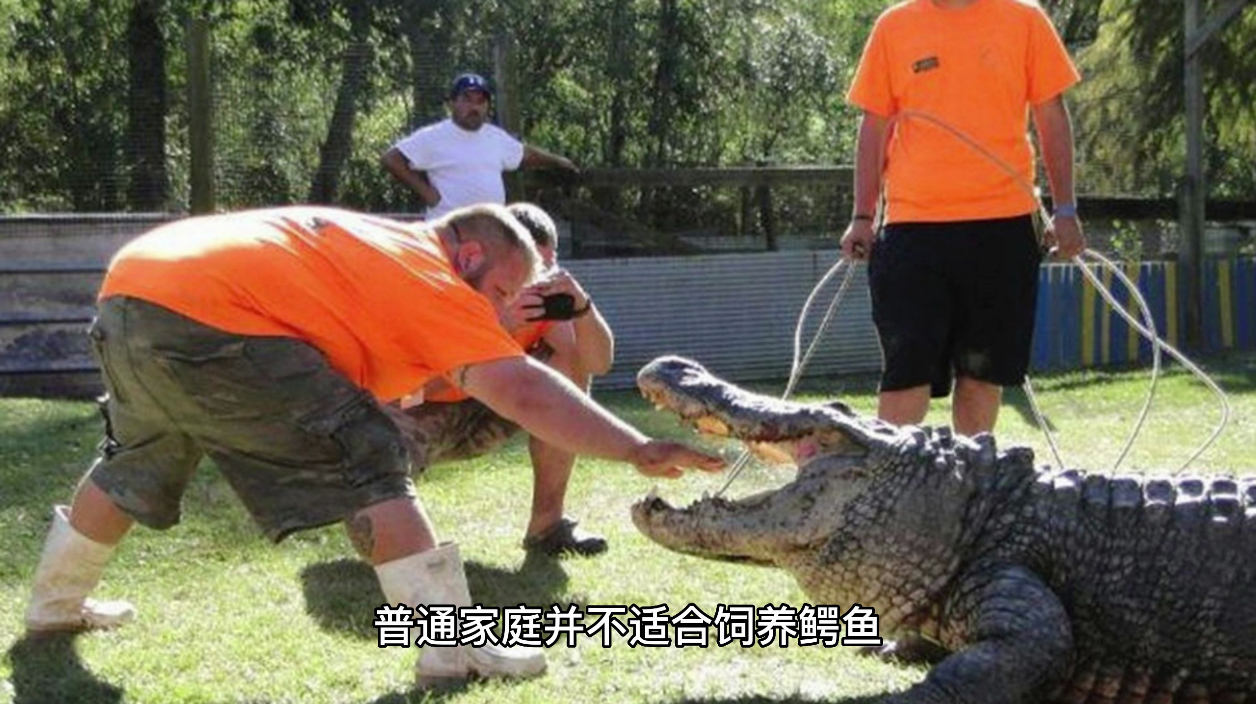 鳄鱼应该怎么养?