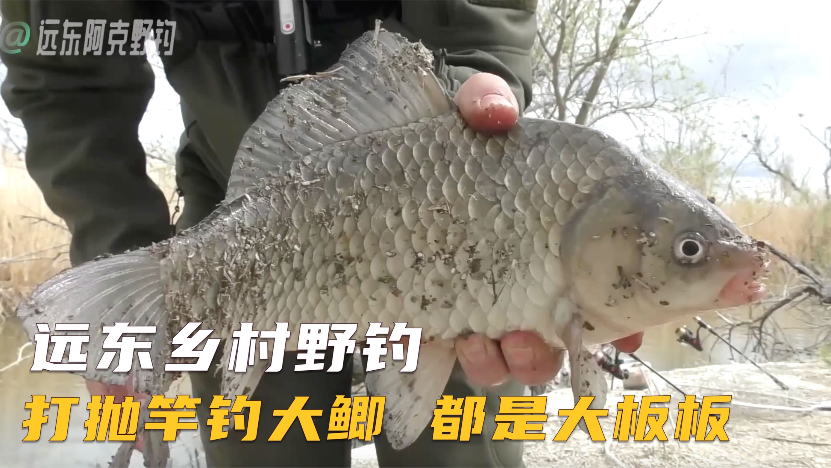 乡村野河打抛竿守钓大鲫 上来几乎全是一斤多的大板鲫 太过瘾了