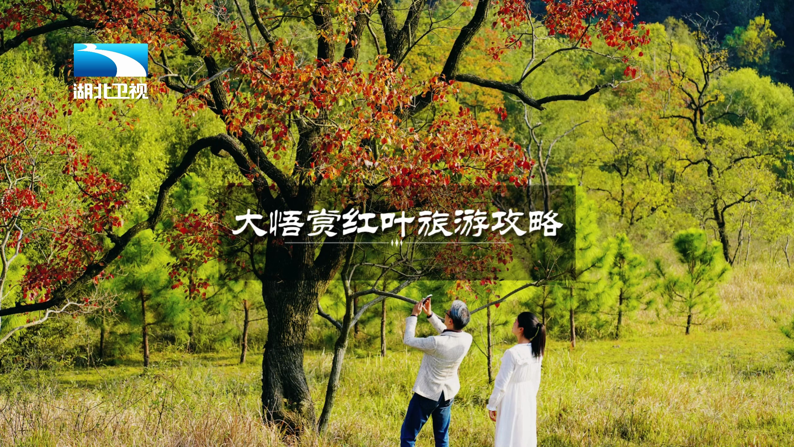 金秋好时节,大悟赏红叶!2023大悟红叶节旅游攻略来咯!