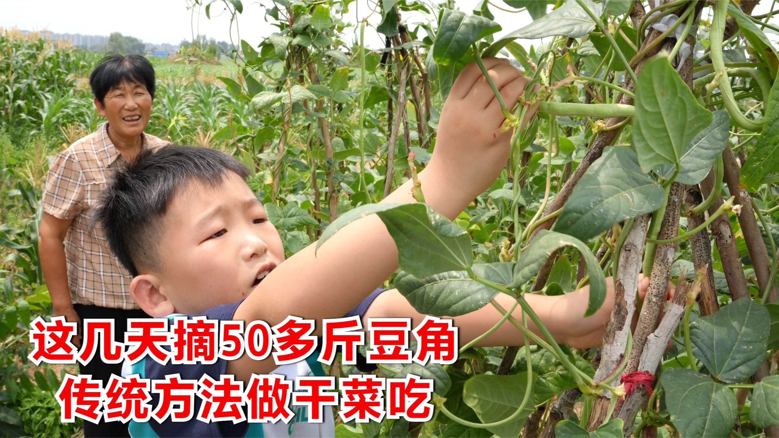 奶奶带孙儿去菜地，这几天摘50多斤豆角，制作成干菜，打算炖肉吃
