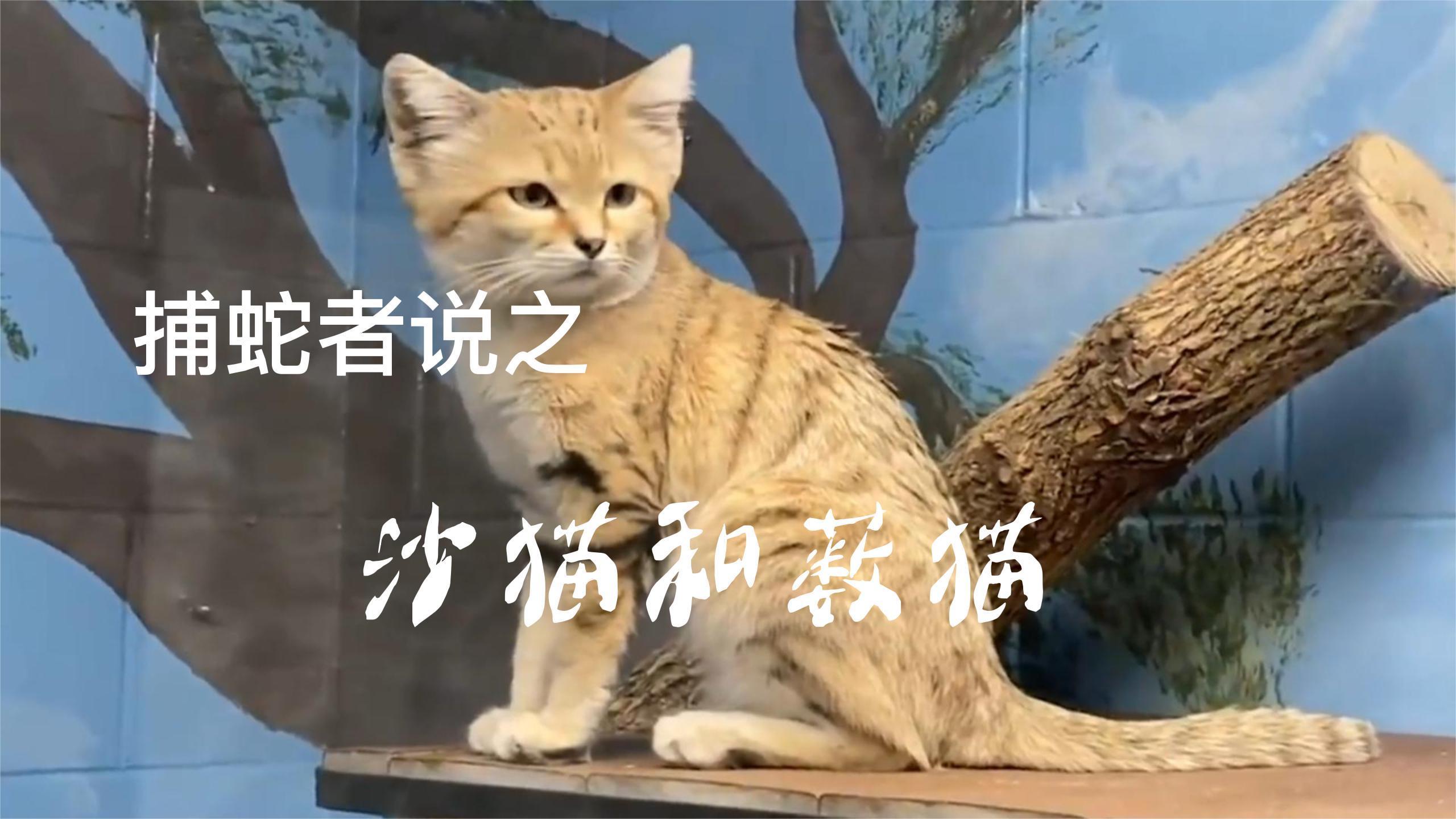 [图]捕蛇者说之,沙猫与薮猫