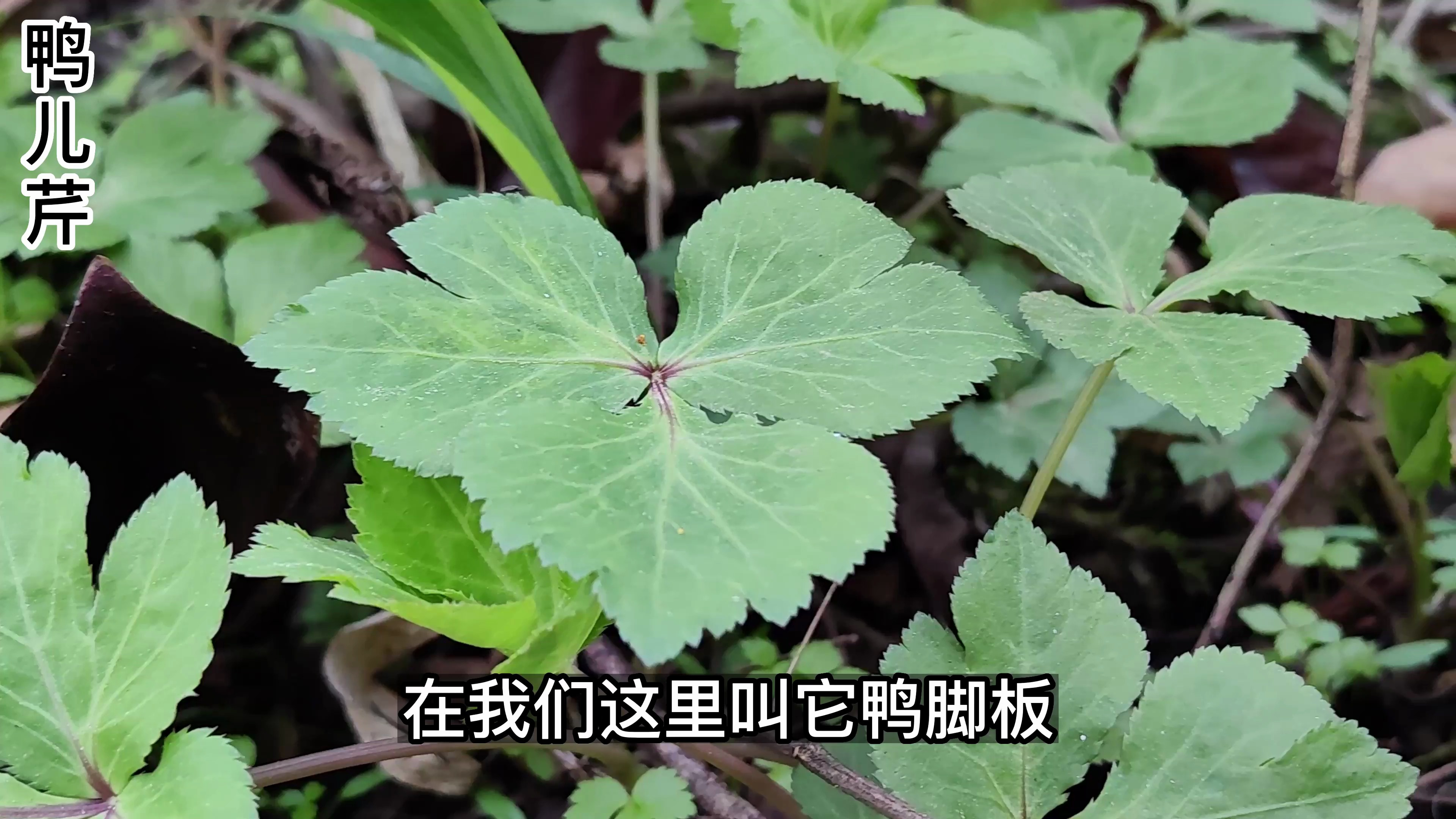 鸭脚板兼具芹菜和香菜的香味,是春天的极品野菜