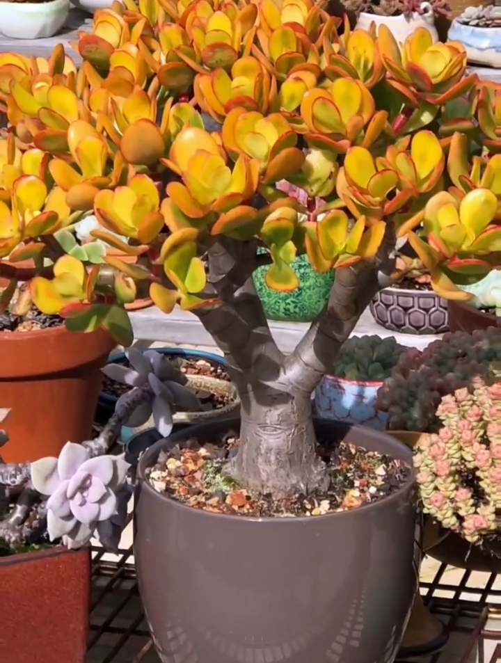 我觉得你们可能缺一颗肉黄金花月多肉老桩精品多肉-度小视