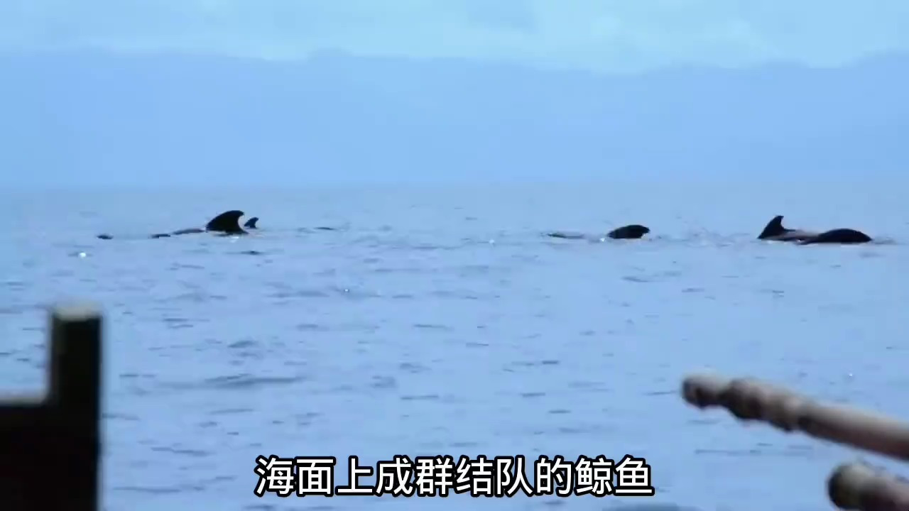 500年来的传统,居然是捕获巨大的鲸鱼,并且只靠一根鱼标