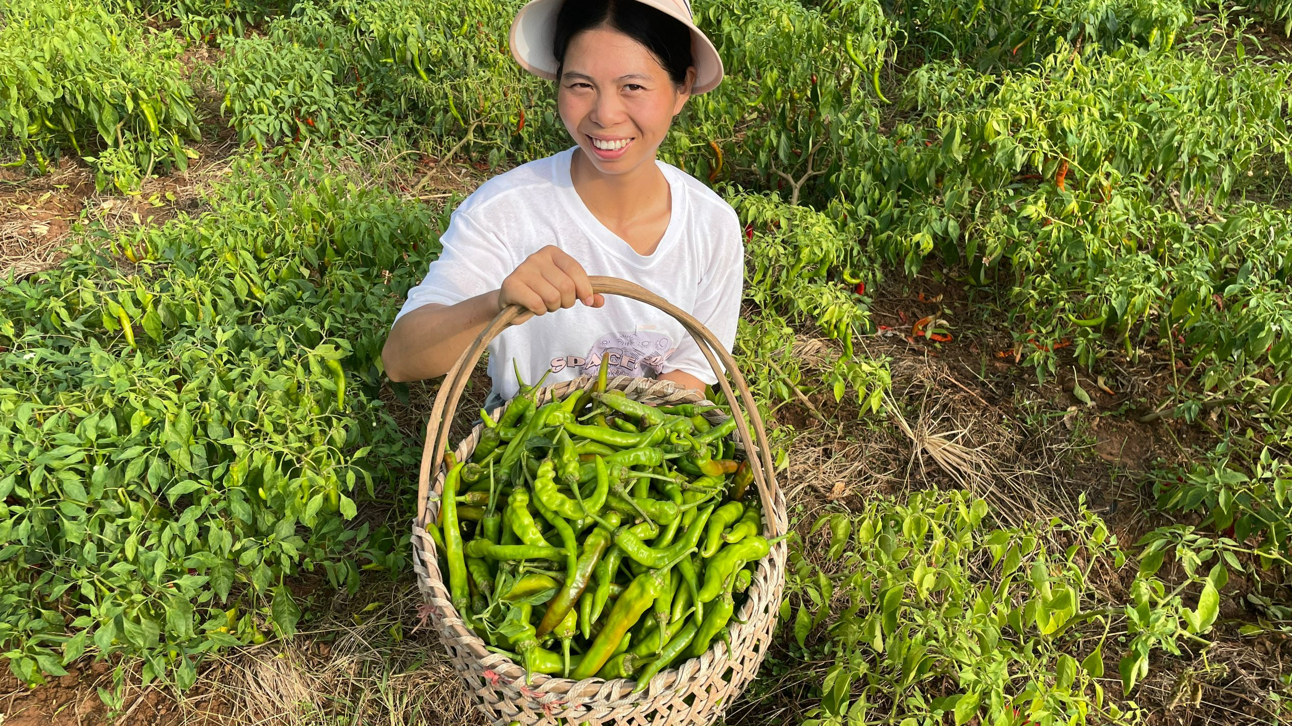 小秀菜地摘青辣椒,又香又辣的辣椒,你爱吃吗?