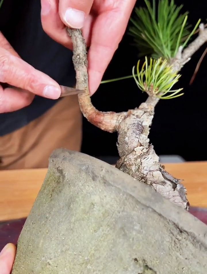 松树嫁接技术,这样接简单易学,成活率高!-度小视