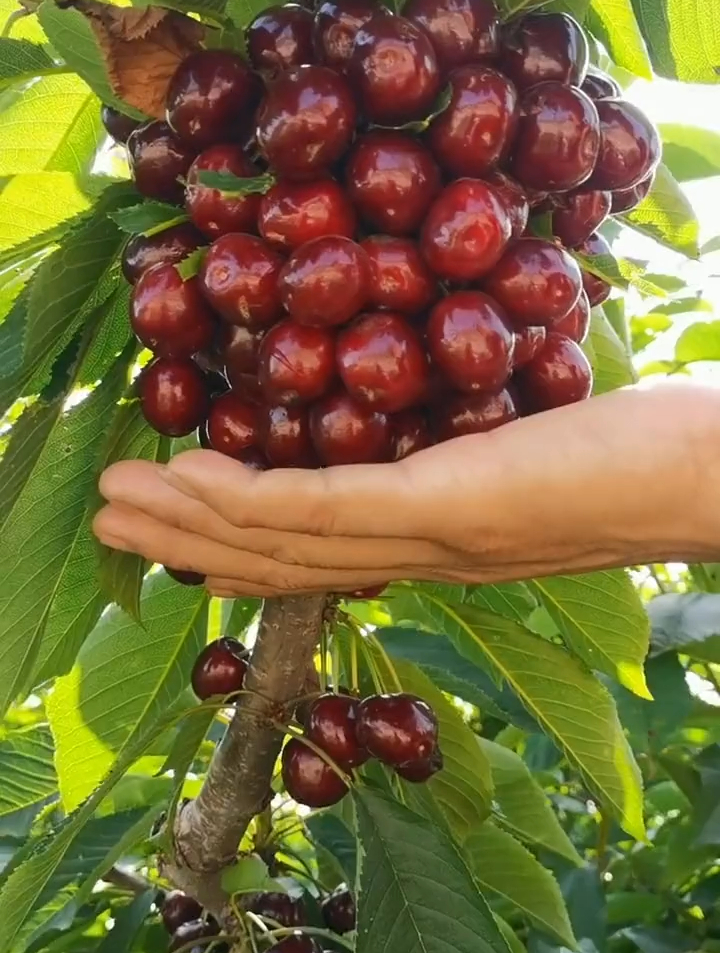 鲁樱6号超美大樱桃图片