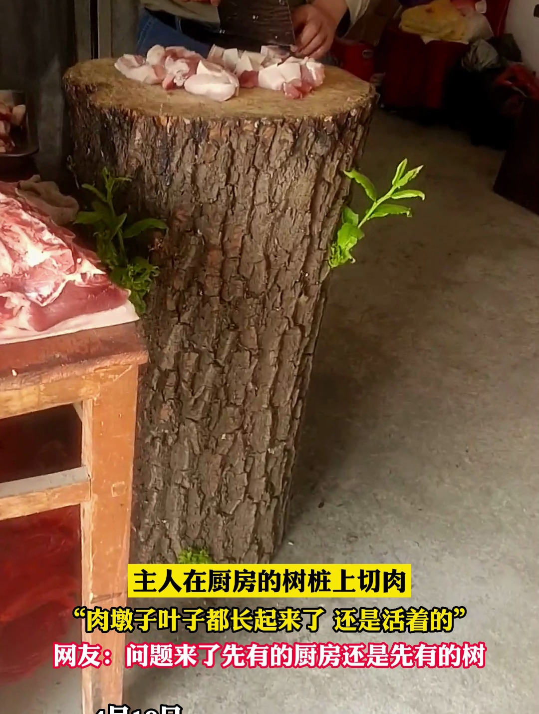 主人在厨房的树桩上切肉肉墩子叶子都长起来了 还是活着的