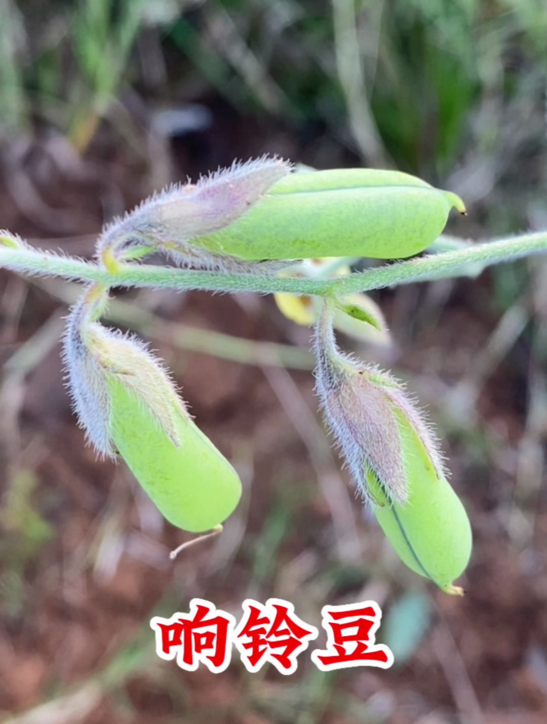 原来响铃豆长这样,看看你认识吗?