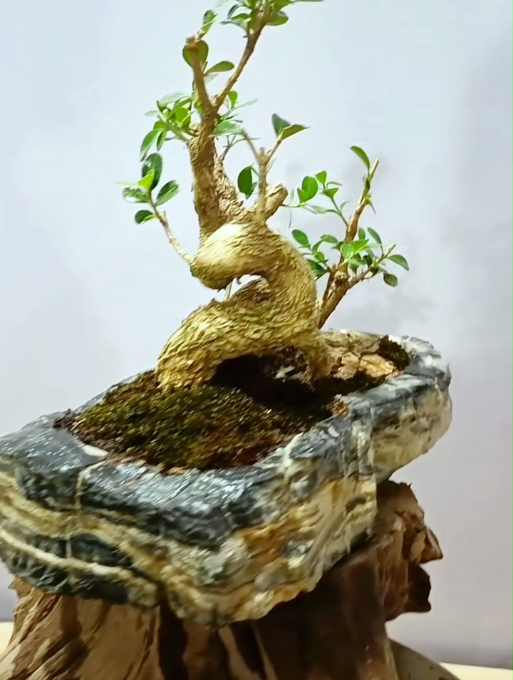 一颗瓜子黄杨怪桩,看我如何换盆修剪成有意境的丛林盆景!-度小视