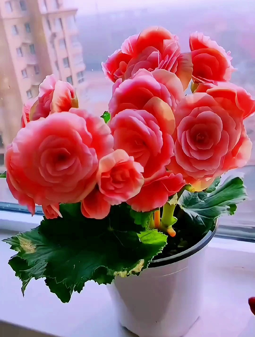 丽格海棠花应该怎么养你知道吗?