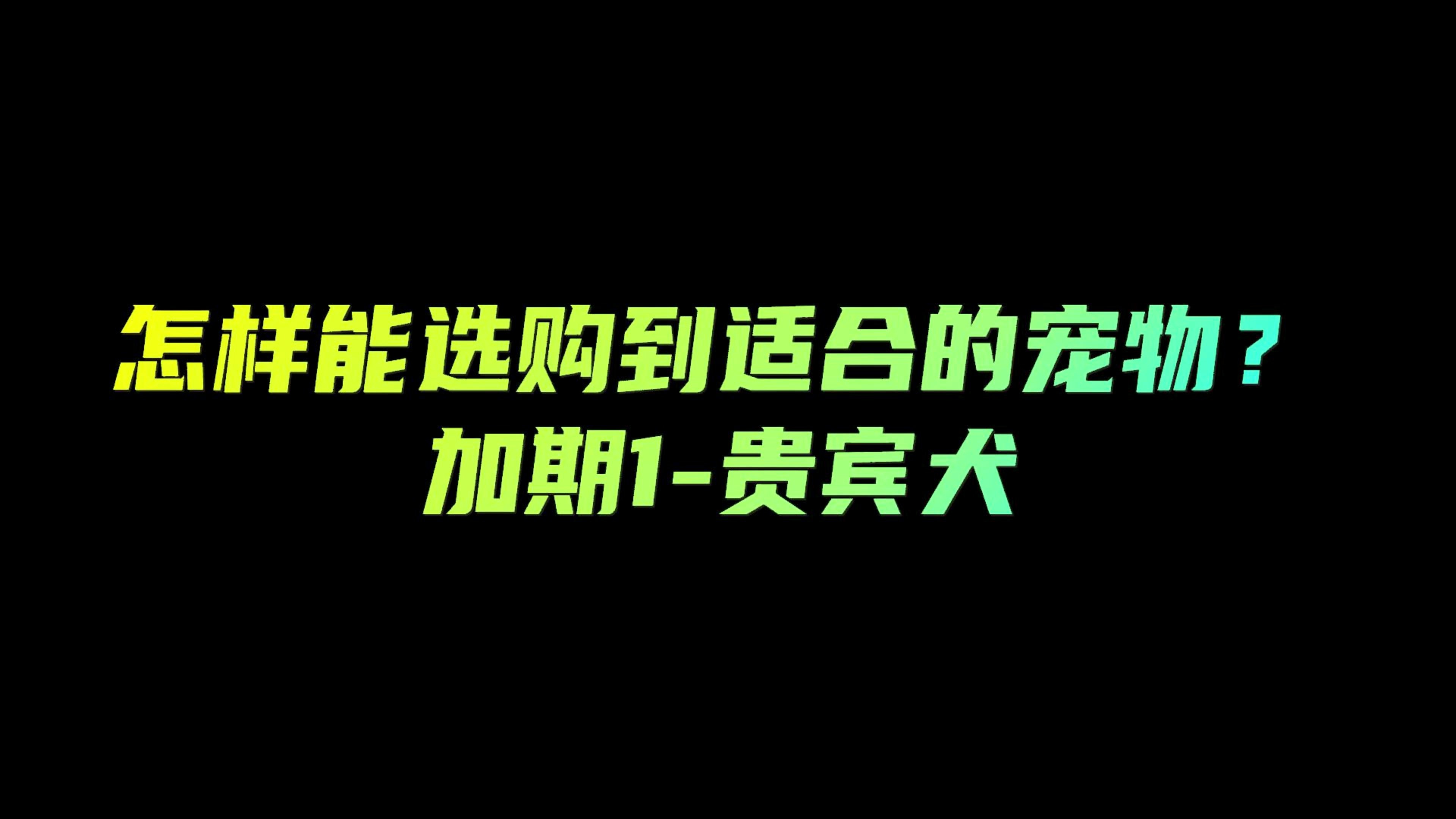 怎样能选购到适合的宠物?加期1贵宾犬