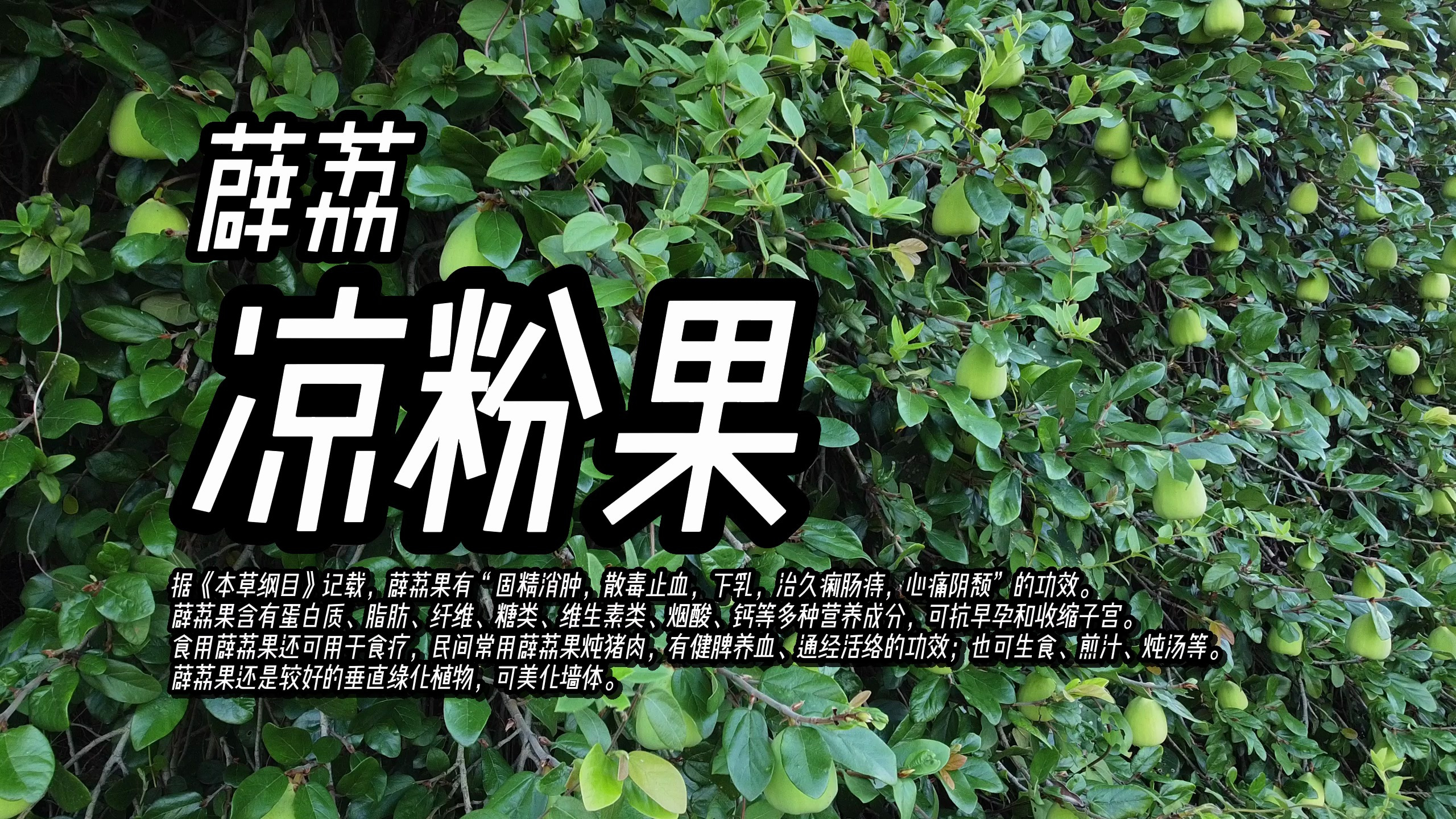 凉粉果即木莲、木馒头,中药材称鬼球,桑科薜荔,固精消肿之效