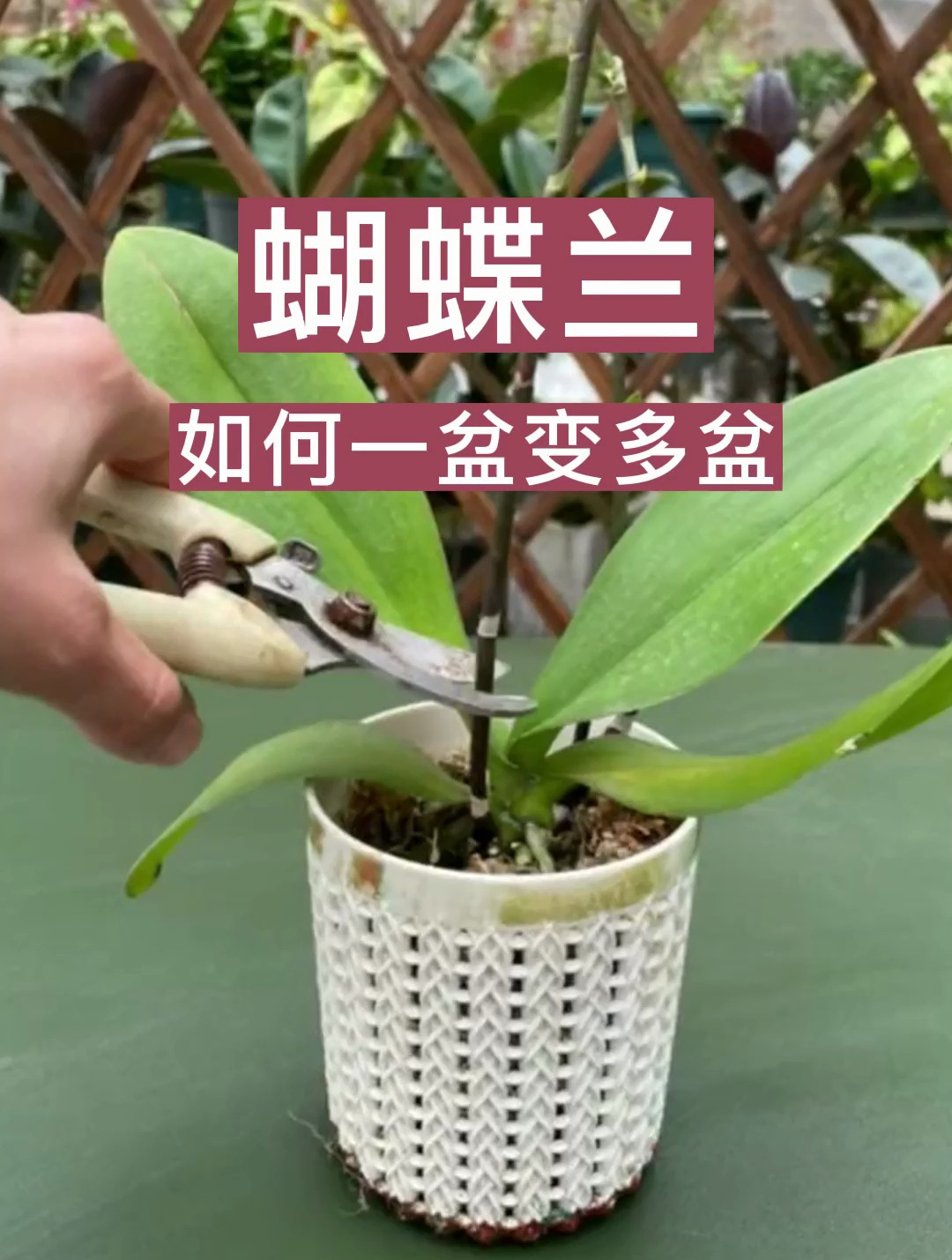 蝴蝶兰花枯萎后千万别扔,如何用花开败后的蝴蝶兰花梗扦插繁殖