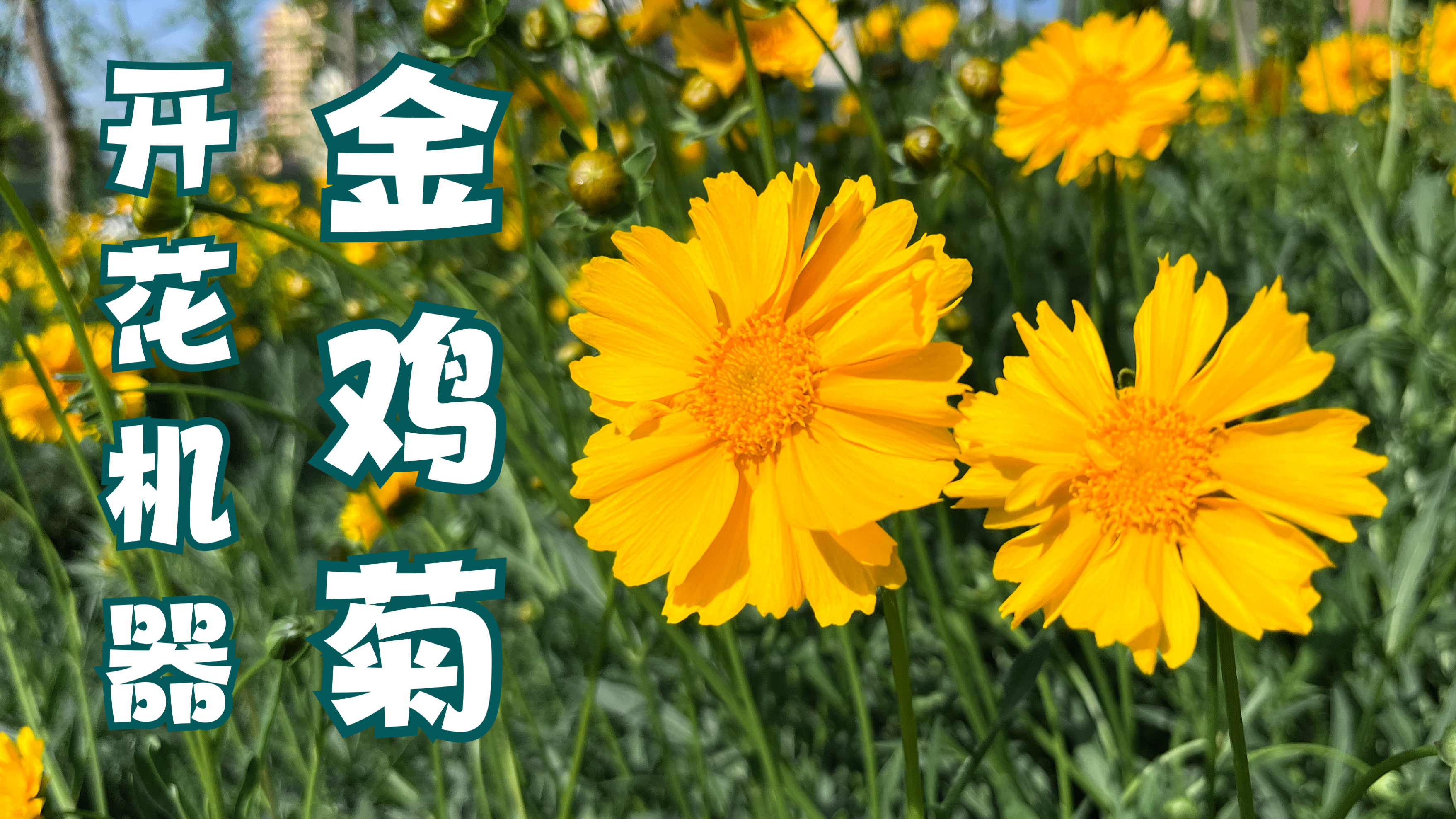 「金鸡菊」一种能陪你度过整个夏天的开花机器,它已在五月里绽放