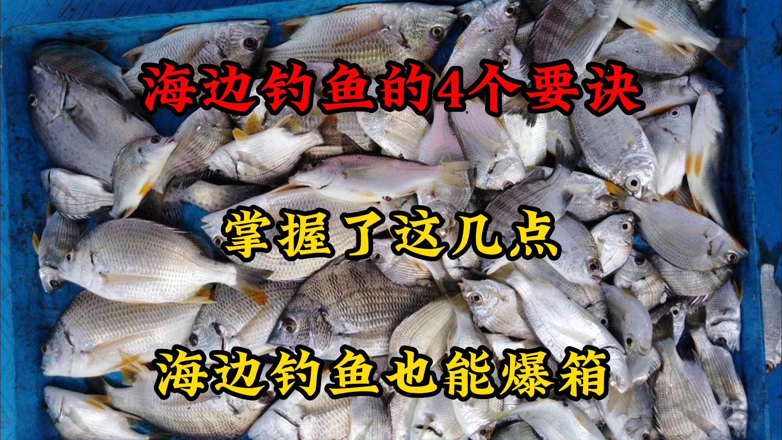 海边钓鱼的4个要诀,掌握了这几点,海边钓鱼也能爆箱