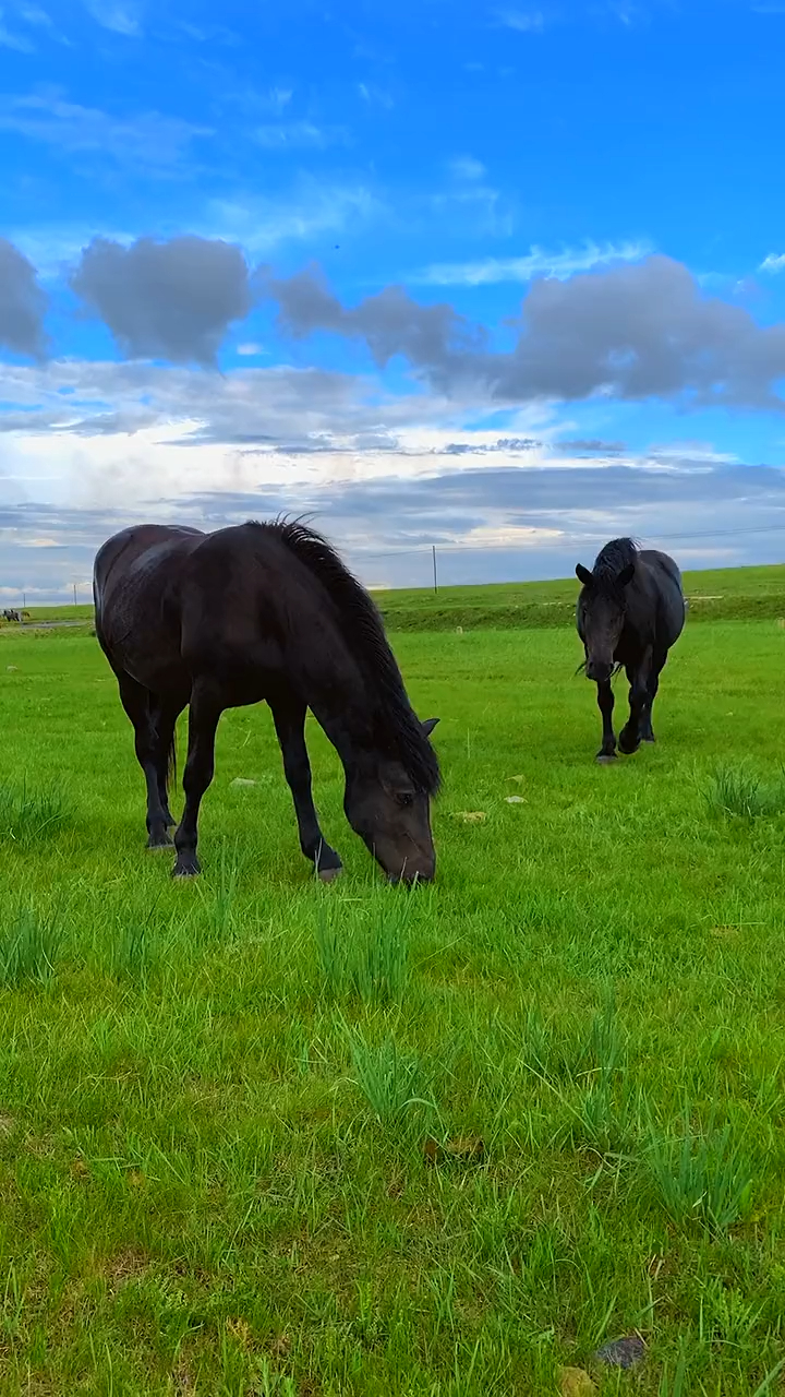 绿草如茵,黑马神骏