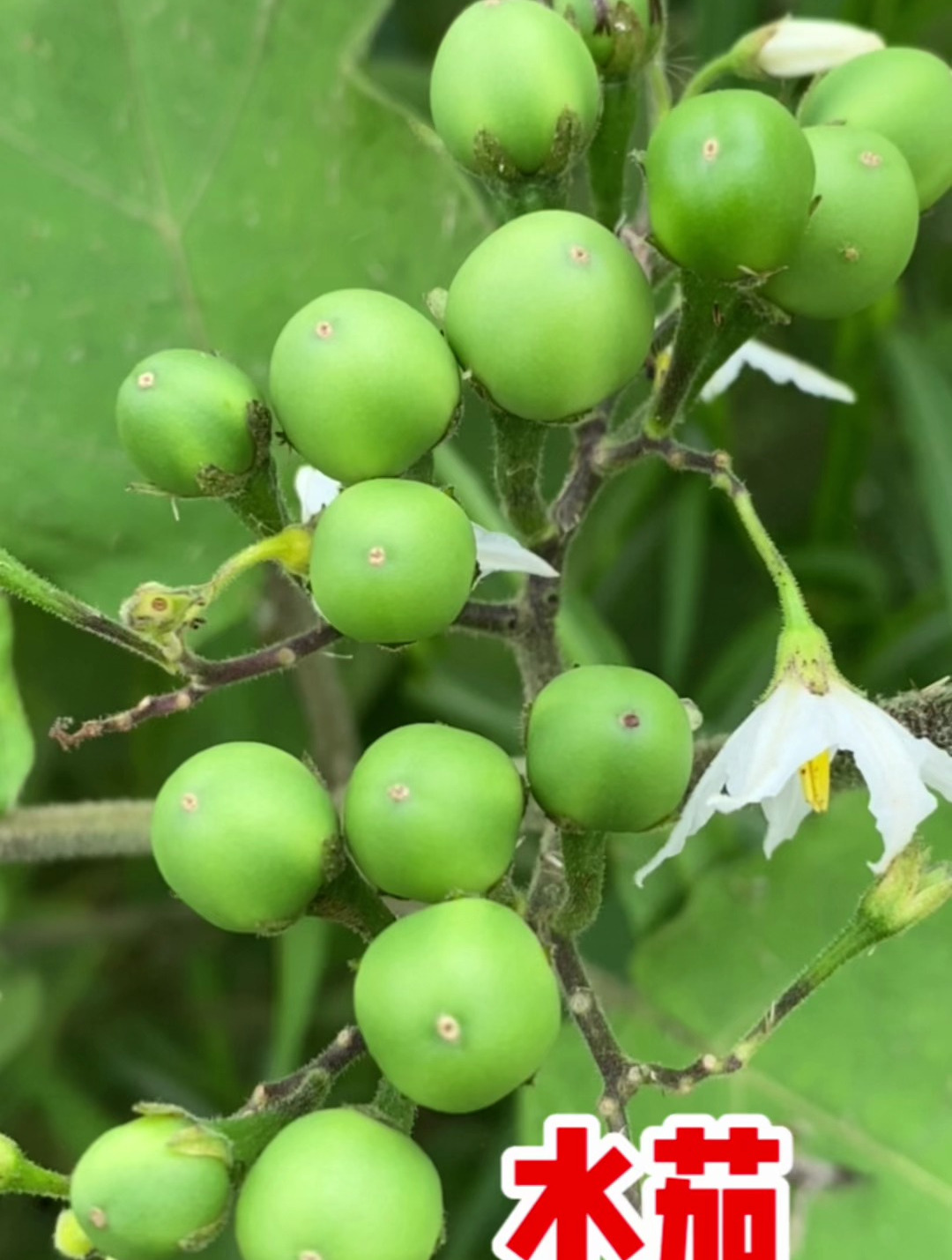 水茄的果实即为"小苦子果",看看你认识吗?