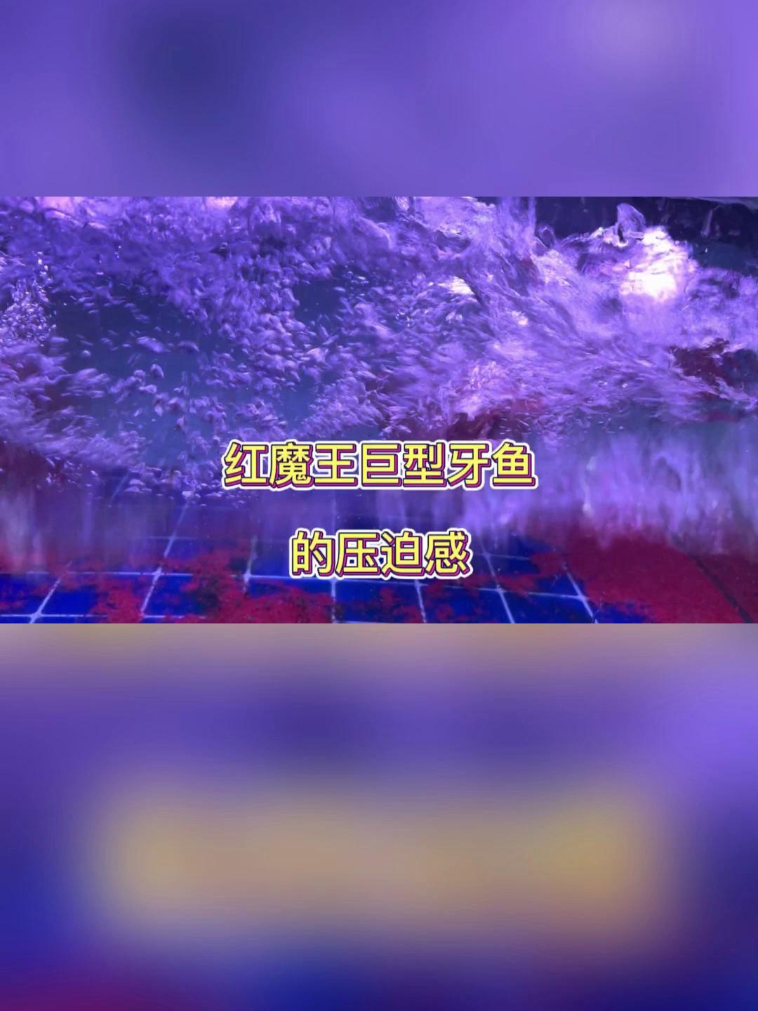 来自红魔王巨型牙鱼 的压迫感，谁敢出战？