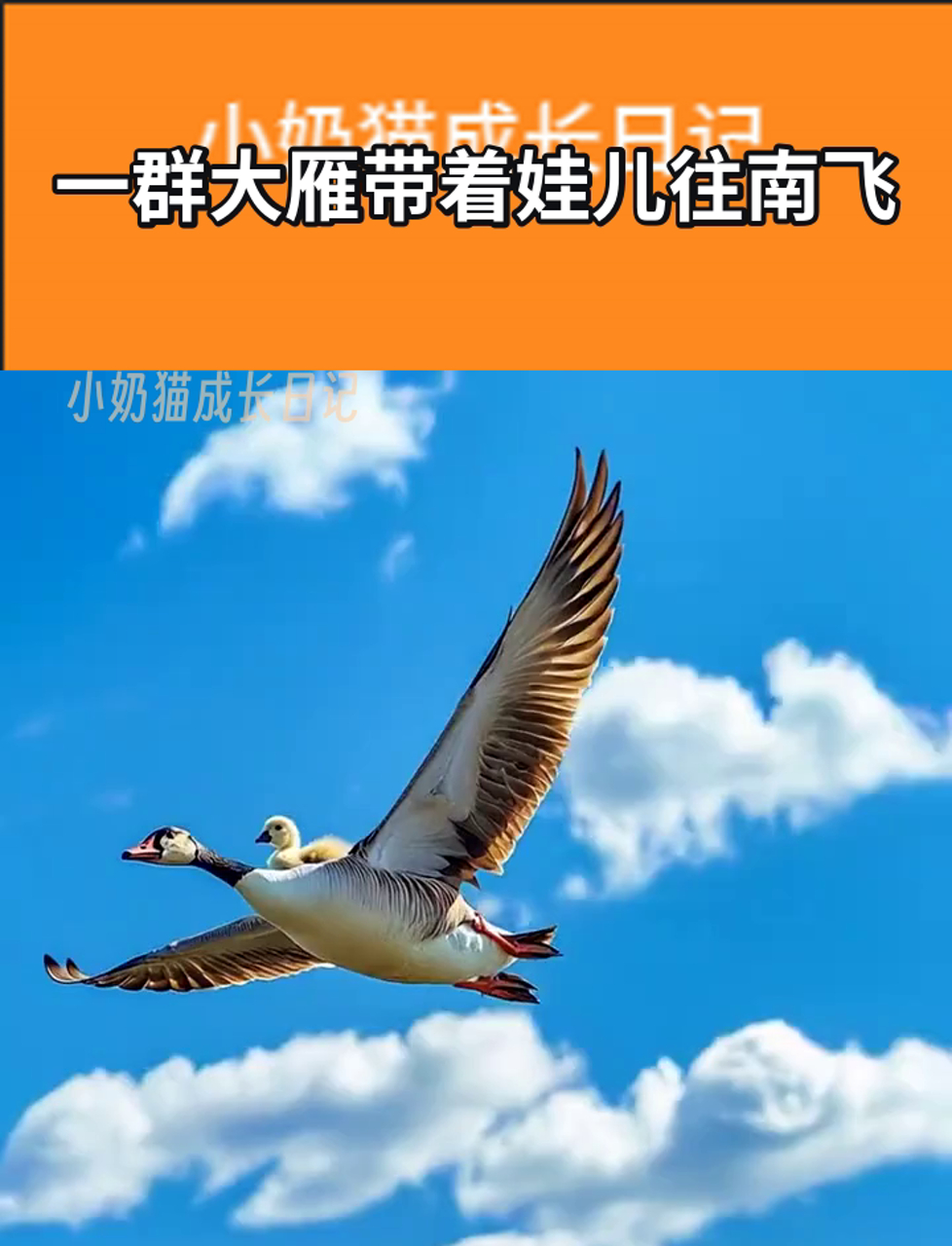 大雁为什么往南飞 大雁为什么往南飞